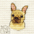 French Bull Dog 001  +