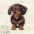 Dachshund 004  +