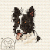 Border Collie 101  +