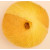Golden Sun 110  +