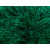 Emerald 216  +